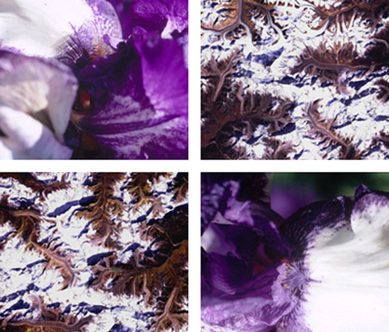 Blossom Spines | Fogli di plastica | tela-design