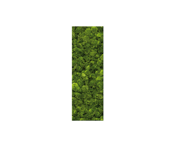 Moosbild Bar 40x160 cm | Parades verdes / jardines verticales | art aqua