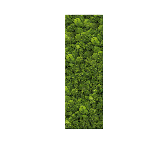 Moosbild Bar 60x200 cm | Parades verdes / jardines verticales | art aqua