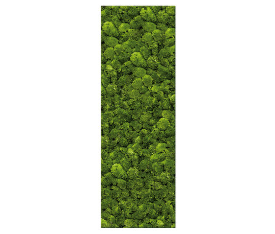 Moosbild Bar 80x240 cm | Parades verdes / jardines verticales | art aqua