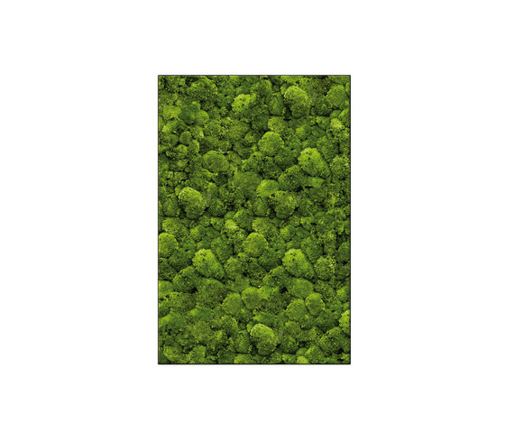 Moosbild Rectangle 80x120 cm | Murs végétaux | art aqua