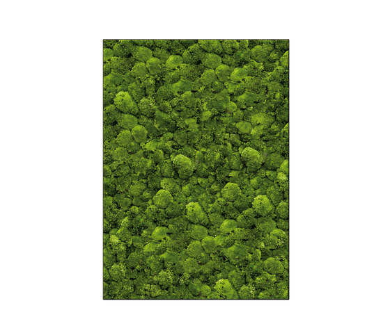 Moosbild Rectangle 100x140 cm | Living / Green walls | art aqua