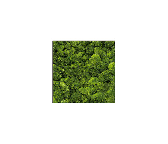 Moosbild Square 60x60 cm | Living / Green walls | art aqua