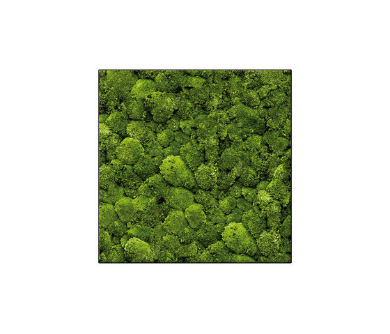 Moosbild Square 80x80 cm | Murs végétaux | art aqua