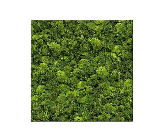 Moosbild Square 100x100 cm | Pareti vegetali | art aqua