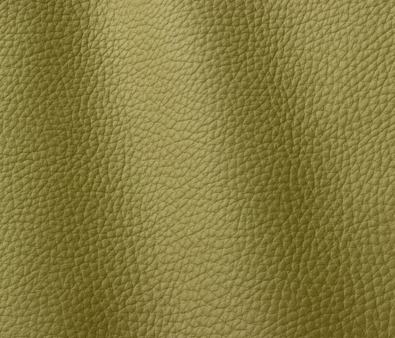 Atlantic 545 yellow green | Natural leather | Gruppo Mastrotto
