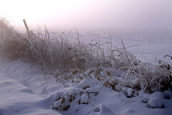 Winter | Snow-covered field | Planchas de madera | wallunica