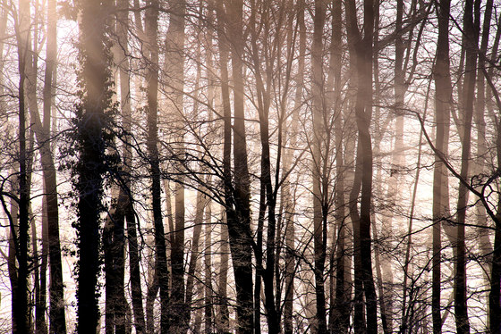 Winter | Forest in winter | Wood panels | wallunica