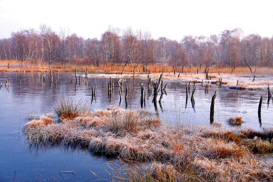 Winter | Moorland in winter | Wood panels | wallunica