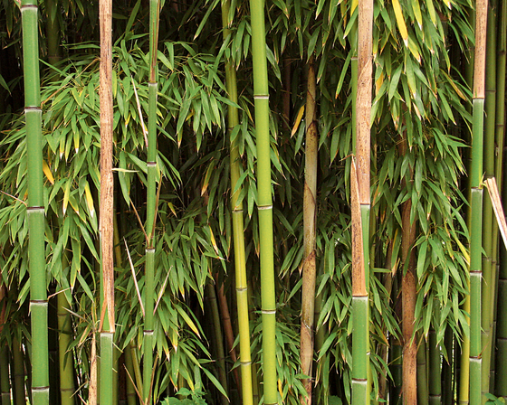 Bambù | Colcha | Pedano