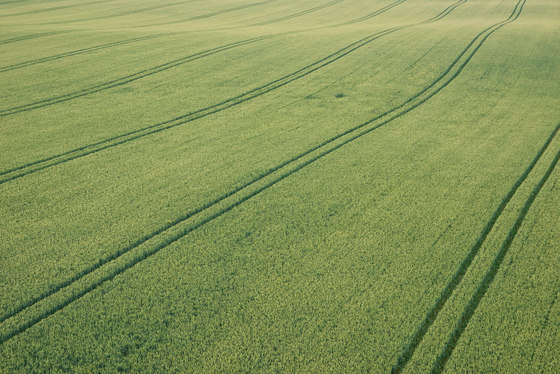 Landscape | Corn field on the island of Rügen | Fogli di plastica | wallunica