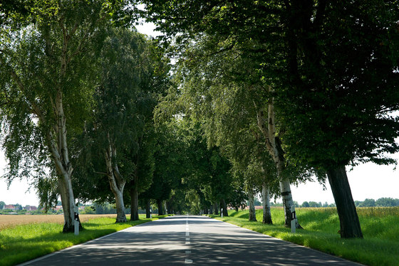 Landscape | Avenue on the island of Rügen | Fogli di plastica | wallunica