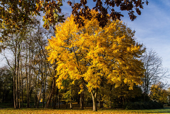 Landschaft | Herbstlandschaft bei Bellheim in Rheinland-Pfalz | Holz Platten | wallunica
