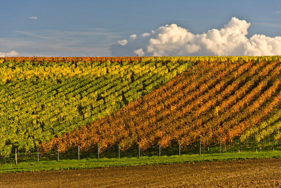 Landscape | Vineyard in Landau in Rhineland-Palatinate | Láminas de plástico | wallunica
