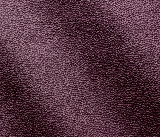 Zenith 9025 viola | Natural leather | Gruppo Mastrotto