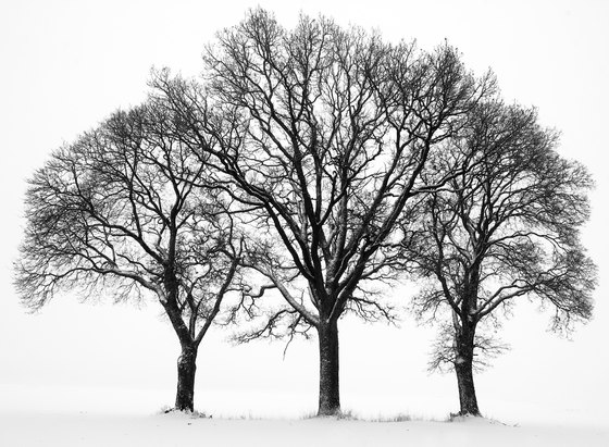 Creativity & Photo Art | Sitting in a tree | A medida | Mr Perswall