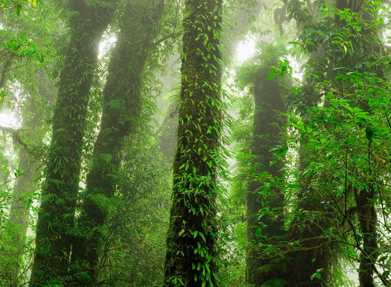 Destinations | Rainforest | A medida | Mr Perswall