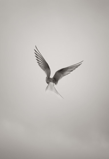 Photo | Dove | A medida | Mr Perswall