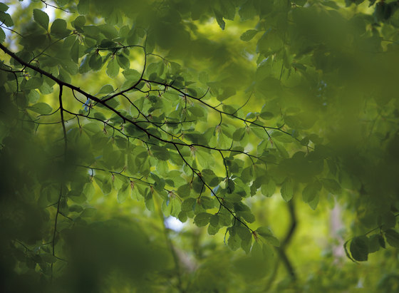 Photo | Green leaves | A medida | Mr Perswall
