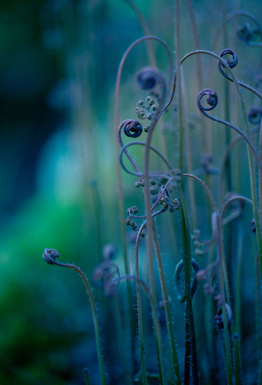 Photo | Fantasyflower | Sur mesure | Mr Perswall