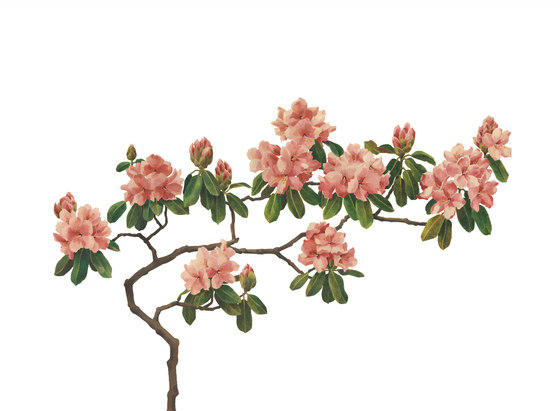 Urban Nature | Pink Blossom | Bespoke wall coverings | Mr Perswall