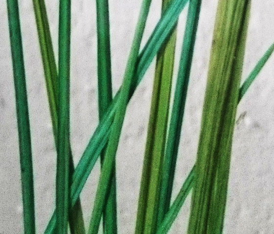 Charisma Glass Beargrass | Verre décoratif | complexma