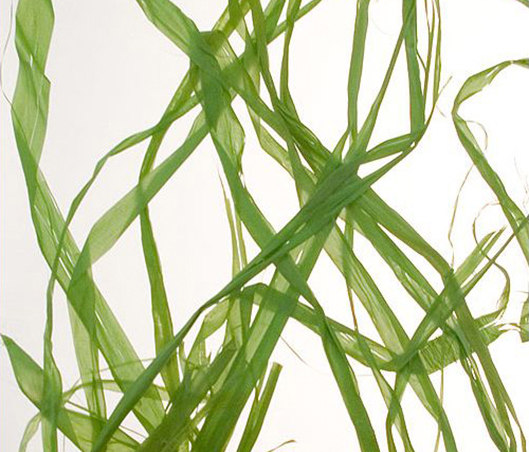 Charisma Glass Greenweed | Verre décoratif | complexma