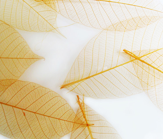 Charisma Glass Honey Leaf | Dekoratives Glas | complexma