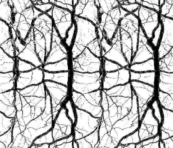 GCNature Roots | Sichtbeton | Graphic Concrete