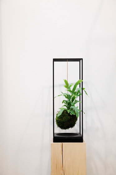 Plant Bondage Noir | Vasi piante | Farrah Sit