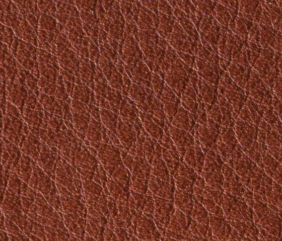 Gusto Burn | Vero cuoio | Alphenberg Leather