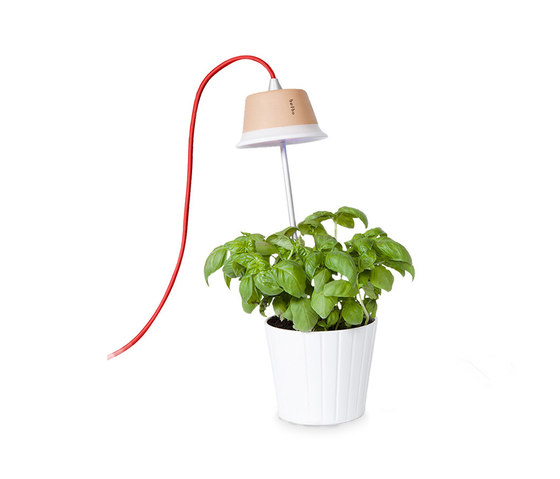 Chlorophyll | Lámparas de sobremesa | Linea Light Group