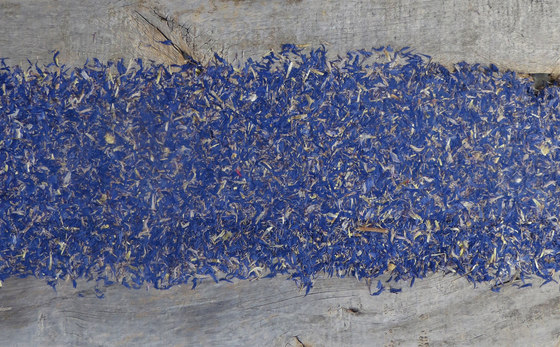 ELEMENTs Selection Galleria Vieux bois aulne gris brut avec fleurs de bleuet | Panneaux de bois | Admonter Holzindustrie AG