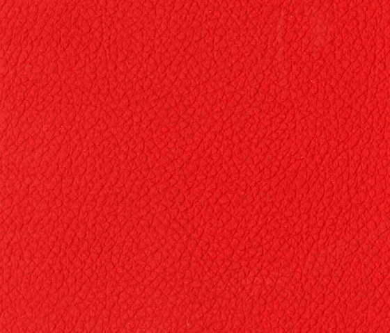 Trendy Cow | GR8T Red | Upholstery fabrics | Anzea Textiles