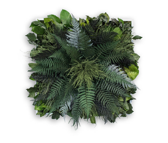 plant picture | jungle 55x55cm | Pareti vegetali | styleGREEN