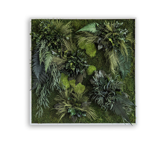 Pflanzenbild | Pflanzeninseln 80x80cm | Pflanzenwände | styleGREEN