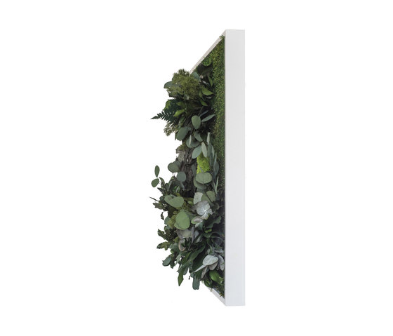 plant picture | plant islands 100x60cm | Parades verdes / jardines verticales | styleGREEN