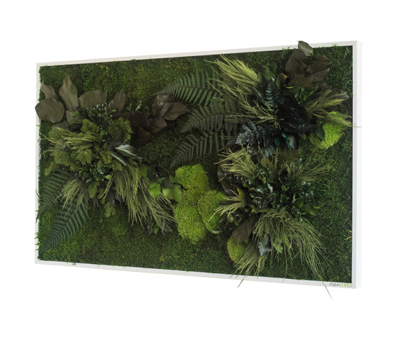 Pflanzenbild | Pflanzeninseln 100x60cm | Pflanzenwände | styleGREEN
