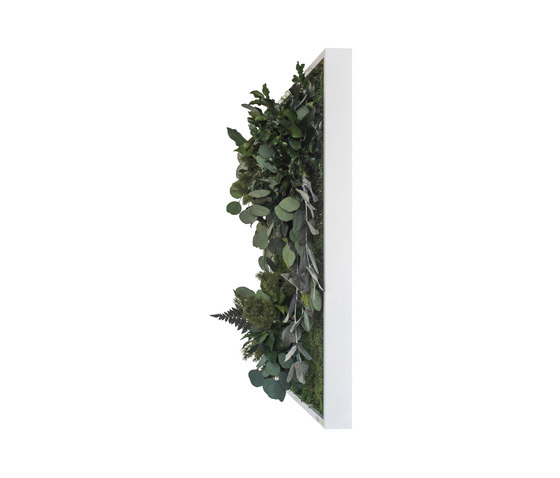plant picture | plant islands 55x55cm | Living / Green walls | styleGREEN