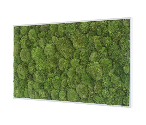 Moosbilder | Kugelmoosbild 100x60cm | Pflanzenwände | styleGREEN