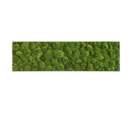 Moosbilder | Kugelmoosbild 140x40cm | Pflanzenwände | styleGREEN
