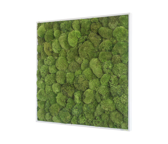 Moosbilder | Kugelmoosbild 80x80cm | Pflanzenwände | styleGREEN