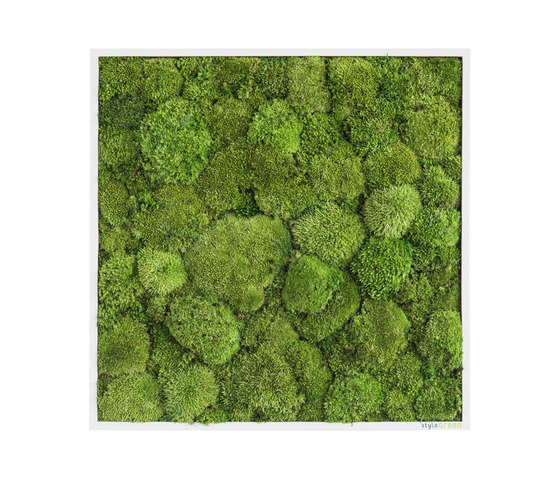 Moosbilder | Kugelmoosbild 55x55cm | Pflanzenwände | styleGREEN