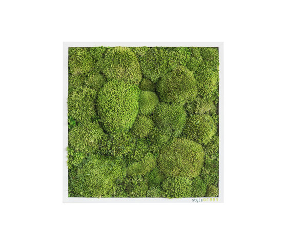 Moosbilder | Kugelmoosbild 35x35cm | Pflanzenwände | styleGREEN