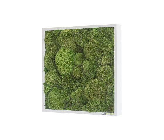 Moosbilder | Kugelmoosbild 35x35cm | Pflanzenwände | styleGREEN