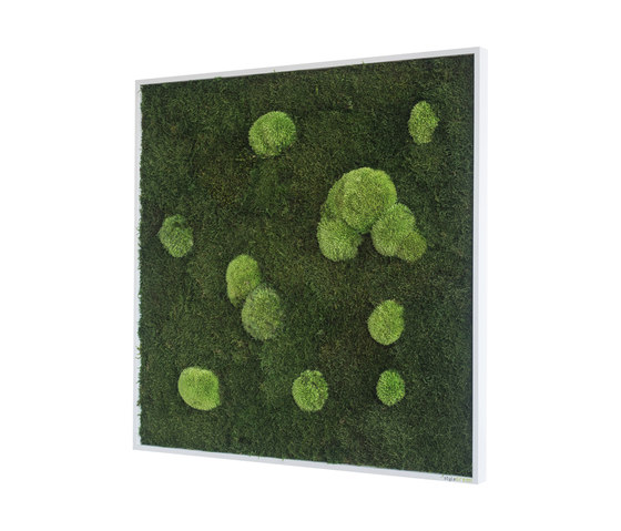 Moosbilder | Wald- und Kugelmoosbild 80x80cm | Pflanzenwände | styleGREEN
