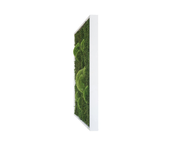 moss picture | pole and forest moss picture 55x55cm | Pareti vegetali | styleGREEN