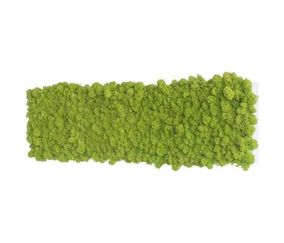 reindeer moss picture 70x20cm | Sound absorbing objects | styleGREEN