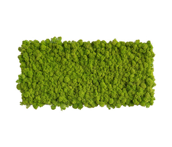reindeer moss picture 57x27cm | Sound absorbing objects | styleGREEN