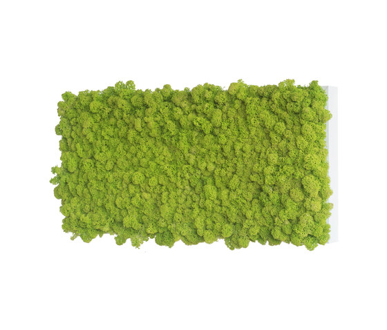 reindeer moss picture 57x27cm | Objets acoustiques | styleGREEN